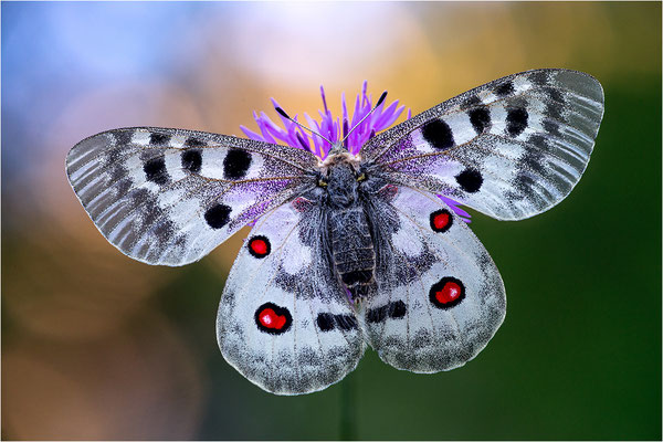 Roter Apollo (Parnassius apollo provincialis), Frankreich, Dep. Alpes-Maritimes