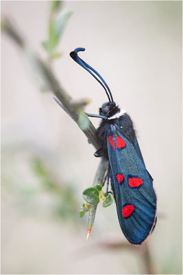 Lavendel-Widderchen (Zygaena lavandulae), Frankreich, Ardèche