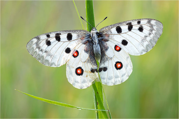 Roter Apollo (Parnassius apollo apollo), Schweden, Småland