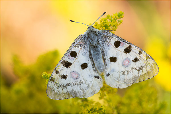 Roter Apollo (Parnassius apollo linnei), Schweden, Gotland