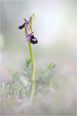 Drôme-Ragwurz (Ophrys drumana), Frankreich, Dep. Drôme