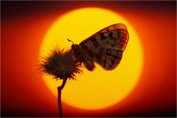 Roter Apollo (Parnassius apollo nivatus), Frankreich, Dep. Jura