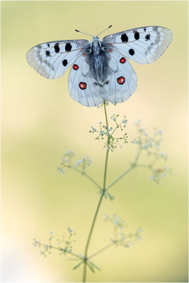 Roter Apollo (Parnassius apollo leovigildus), Frankreich, Dep. Alpes-de-Haute-Provence