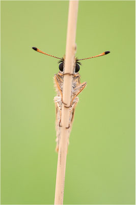 Schwarzkolbiger Braun-Dickkopffalter (Thymelicus lineola), Deutschland, Baden-Württemberg