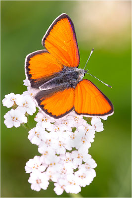 Lilagold-Feuerfalter (Lycaena hippothoe eurydame), Männchen, Italien, Piemont, 1600m