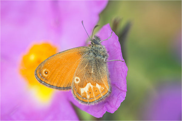 Korsisches Wiesenvögelchen (Coenonympha corinna), Korsika, Frankreich