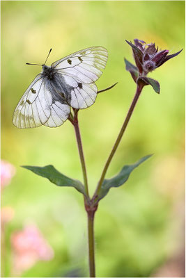 Schwarzer Apollo (Parnassius mnemosyne), Schweiz, Kanton Wallis