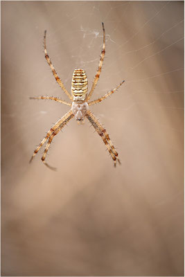 Wespenspinne (Argiope bruennichi), Männchen, Deutschland, Baden-Württemberg