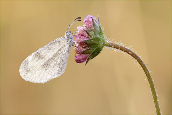 Tintenfleck-Weißling (Leptidea sinapis bzw. juvernica), Weibchen, Deutschland, Baden-Württemberg