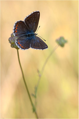 Himmelblauer Bläuling (Polyommatus bellargus), Weibchen, Frankreich, Ardèche