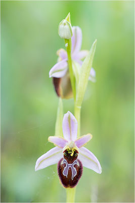 Ophrys splendida, Var