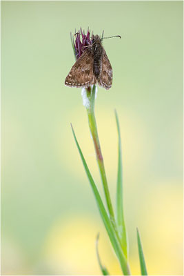 Dunkler Dickopffalter (Erynnis tages), Deutschland, Baden-Württemberg
