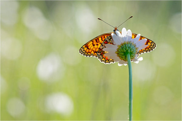 Flockenblumen-Scheckenfalter (Melitaea phoebe), Frankreich, Ardèche