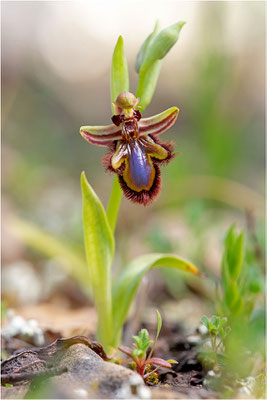 Spiegel-Ragwurz (Ophrys speculum)