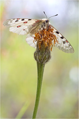 Hochalpen-Apollo (Parnassius phoebus), Italien, Region Aostatal