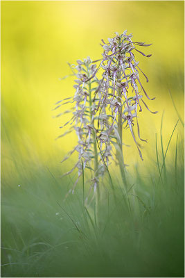Bocks-Riemenzunge (Himantoglossum hircinum), Deutschland, Baden-Württemberg