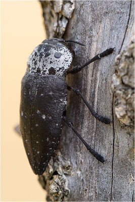 Pfirsichprachtkäfer (Capnodis tenebrionis), Frankreich, Drôme