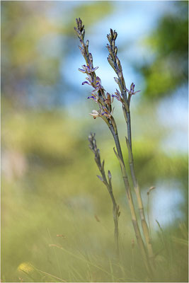 Violetter Dingel (Limodorum abortivum), Schweiz, Oberwallis