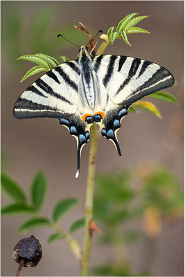 Segelfalter (Iphiclides podalirius), Frankreich, Ardèche