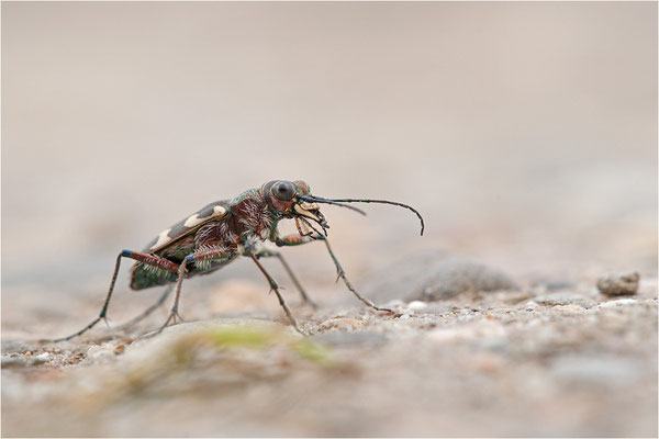 Dünen-Sandlaufkäfer (Cicindela transversalis pseudoriparia), Deutschland, Baden-Württemberg