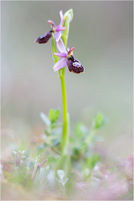 Drôme-Ragwurz (Ophrys drumana), Frankreich, Dep. Drôme