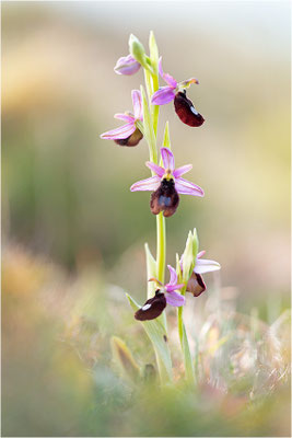 Ophrys aurelia