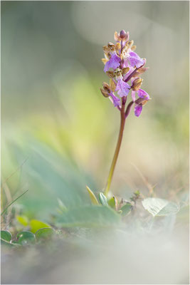 Spitzels Knabenkraut (Orchis spitzelii), Schweden, Gotland