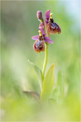 Ophrys ×heraultii - Ophrys speculum × Ophrys neglecta