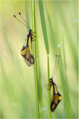 Libellen-Schmetterlingshaft (Libelloides coccajus), Schweiz, Wallis