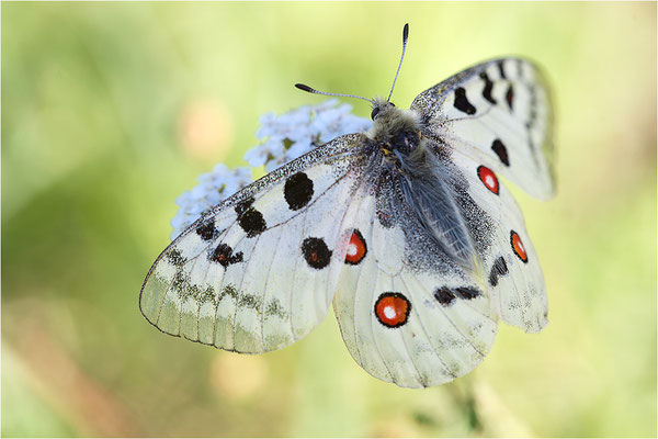 Roter Apollo (Parnassius apollo nivatus), Frankreich, Jura