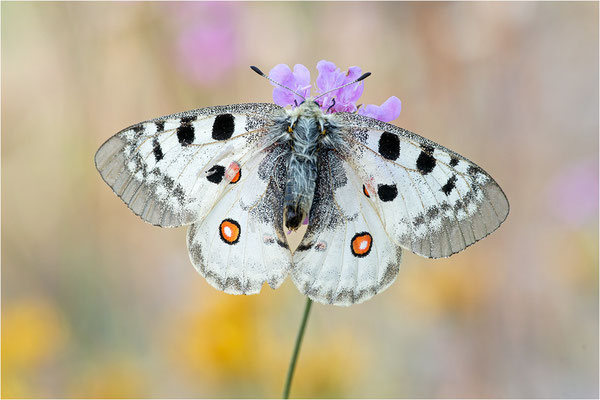 Roter Apollo (Parnassius apollo lozerae), Frankreich, Dep. Lozere