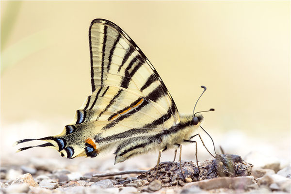 Segelfalter (Iphiclides podalirius), Frankreich, Drôme