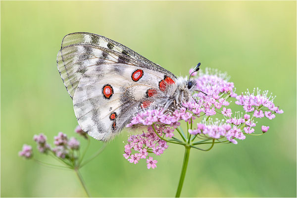 Roter Apollo (Parnassius apollo calmensis), Schweiz, Kanton Fribourg