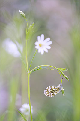 Aurorafalter (Anthocharis cardamines), Männchen, Deutschland, Baden-Württemberg