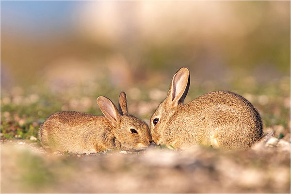 Wildkaninchen (Oryctolagus cuniculus), Gotland, Schweden