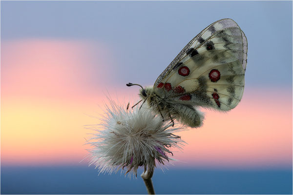 Roter Apollo (Parnassius apollo nivatus), Frankreich, Dep. Jura