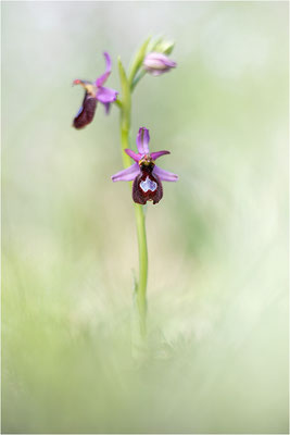 Drôme-Ragwurz (Ophrys drumana), Frankreich, Dep. Drôme