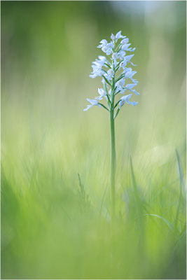 Helm-Knabenkraut (Orchis militaris), hypochrom, Deutschland, Baden-Württemberg