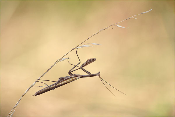 Europäische Gottesanbeterin (Mantis religiosa), Männchen, Deutschland, Baden-Württemberg