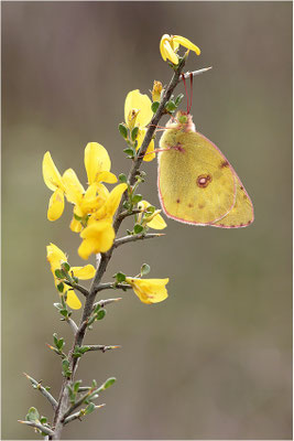 Hufeisenklee-Gelbling/Goldene Acht (Colias alfacariensis/Colias hyale), Frankreich, Ardèche