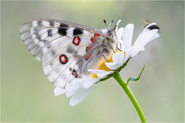 Roter Apollo (Parnassius apollo calmensis), Schweiz, Kanton Fribourg