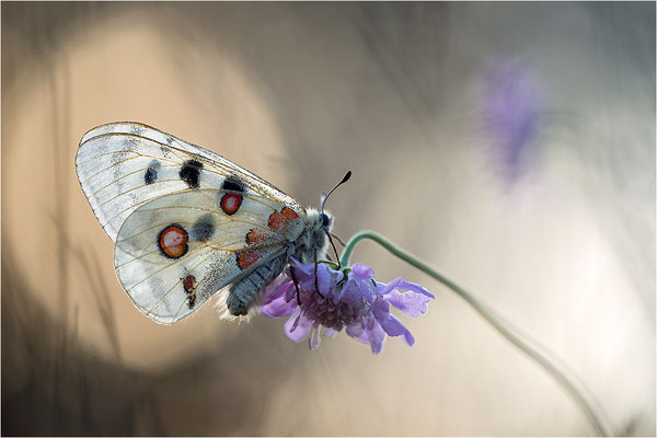 Roter Apollo (Parnassius apollo lithographicus), Deutschland, Oberbayern