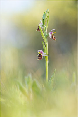 Ophrys annae