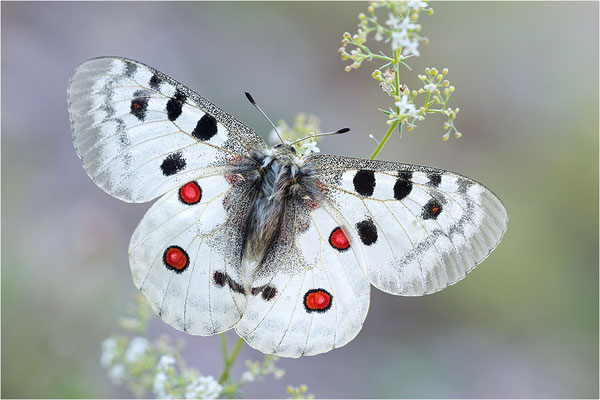 Roter Apollo (Parnassius apollo venaissimus), Frankreich, Dep. Vaucluse