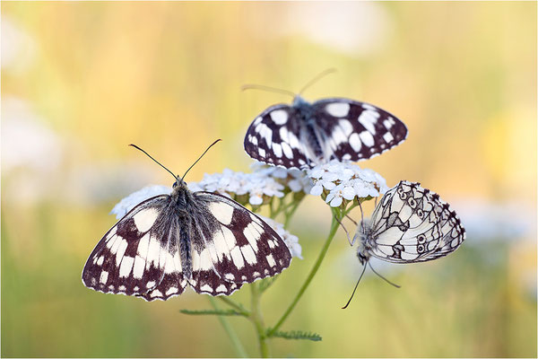 Schachbrettfalter (Melanargia galathea), Männchen, Deutschland, Baden-Württemberg