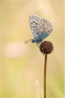 Hauhechel-Bläuling (Polyommatus icarus), Männchen, Frankreich, Ardèche