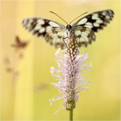 Schachbrettfalter (Melanargia galathea), Deutschland, Baden-Württemberg