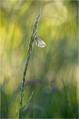Tintenfleck-Weißling (Leptidea sinapis bzw. juvernica), Deutschland, Baden-Württemberg