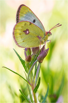 Alpen-Gelbling (Colias phicomone), Schweiz, Kanton Bern