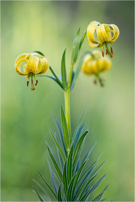 Lilium pyrenaicum - Pyrenäen-Lilie